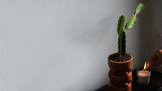 Succulent Sensations: Why Giving a Succulent is the Best Gift for Every Occasion