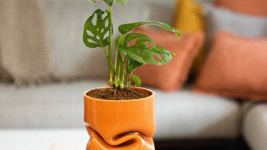 Greening the Grind: Elevating Your Work-from-Home Space